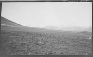 Image: Tundra. Typical musk-ox country